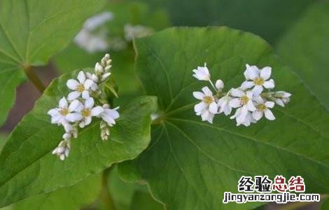 荞麦施肥技术规范 荞麦施肥技术