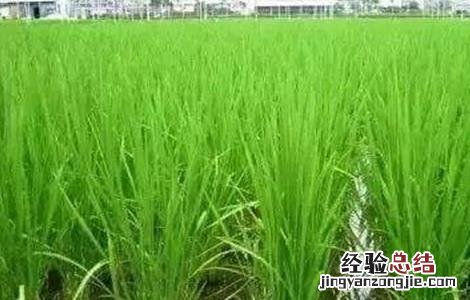 水稻灌溉技术规范 水稻灌溉技术