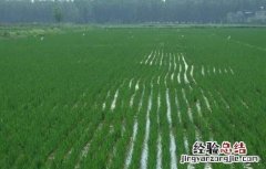 水稻灌溉技术规范 水稻灌溉技术