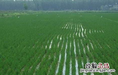 水稻灌溉技术规范 水稻灌溉技术