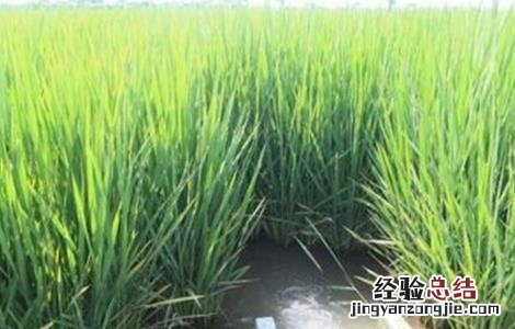 水稻灌溉技术规范 水稻灌溉技术