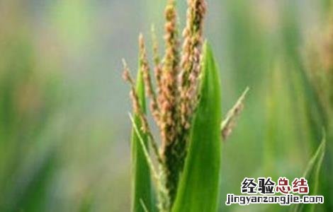 玉米不抽雄穗原因及防治措施 玉米不抽雄穗原因及防治措施图片