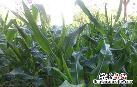 玉米不抽雄穗原因及防治措施 玉米不抽雄穗原因及防治措施图片