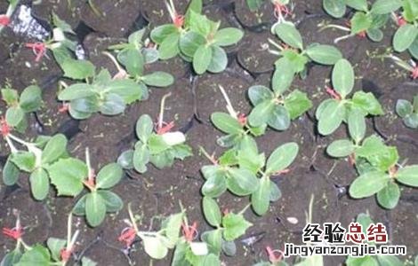 黄瓜的栽培技术要点包括 黄瓜的栽培技术要点