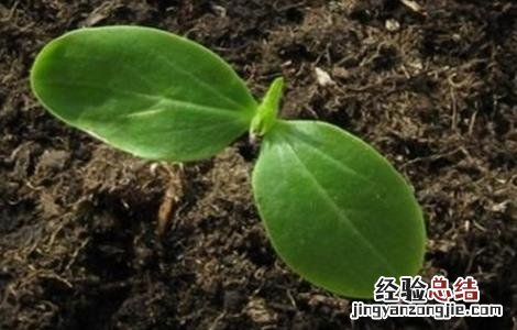 黄瓜的栽培技术要点包括 黄瓜的栽培技术要点