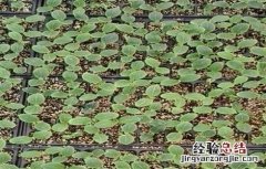 黄瓜的栽培技术要点包括 黄瓜的栽培技术要点