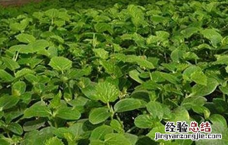 黄瓜的栽培技术要点包括 黄瓜的栽培技术要点