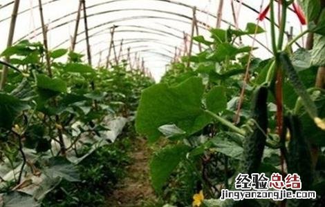黄瓜的栽培技术要点包括 黄瓜的栽培技术要点