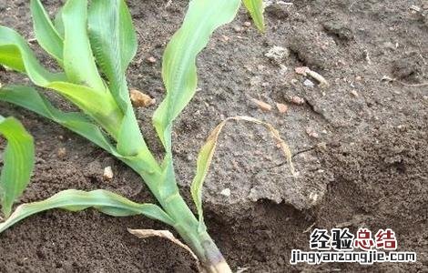 玉米肥害症状及挽救方法 玉米肥害症状及挽救方法图片