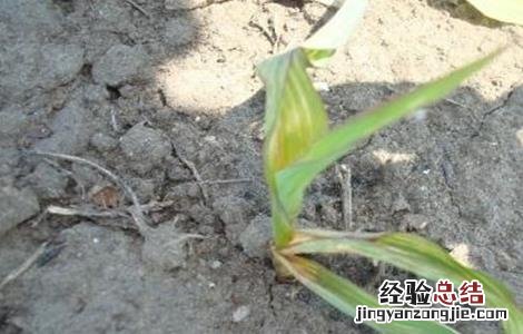玉米肥害症状及挽救方法 玉米肥害症状及挽救方法图片
