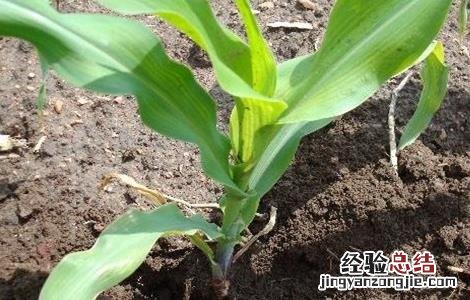玉米肥害症状及挽救方法 玉米肥害症状及挽救方法图片