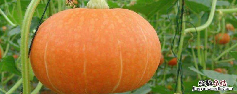 小南瓜怕冻吗 南瓜怕冻吗