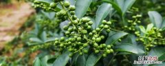 花椒树施肥比例 一棵花椒树施几斤复合肥