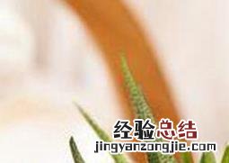 芦荟的养殖方法 盆栽 盆栽芦荟的养殖方法