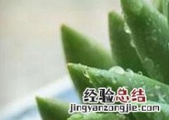 翡翠景天的养殖方法和技术 翡翠景天的养殖方法