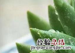 翡翠景天的养殖方法和技术 翡翠景天的养殖方法