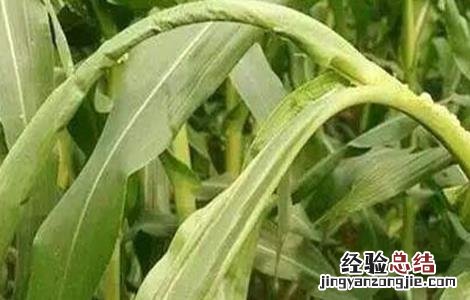 玉米心叶打卷怎么办 玉米叶卷心怎么回事