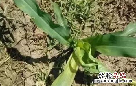 玉米心叶打卷怎么办 玉米叶卷心怎么回事