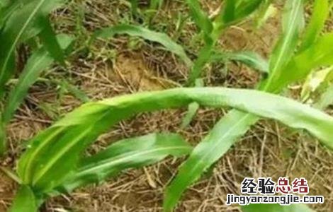 玉米心叶打卷怎么办 玉米叶卷心怎么回事