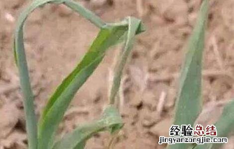 玉米心叶打卷怎么办 玉米叶卷心怎么回事