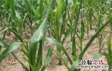 玉米心叶打卷怎么办 玉米叶卷心怎么回事