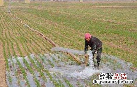 小麦浇水时间和注意事项 小麦浇水时间和注意事项是什么