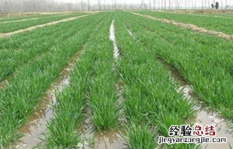 小麦浇水时间和注意事项 小麦浇水时间和注意事项是什么