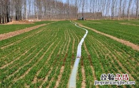小麦浇水时间和注意事项 小麦浇水时间和注意事项是什么