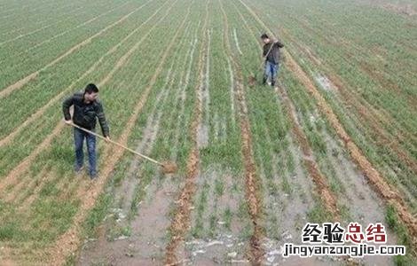 小麦浇水时间和注意事项 小麦浇水时间和注意事项是什么
