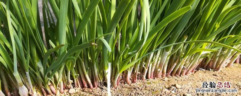 怎样用尿素给蔬菜追肥 怎样用尿素给韭菜追肥