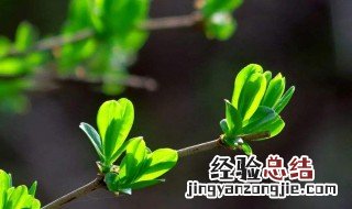 惊蛰这天吃什么 惊蛰这天吃什么药