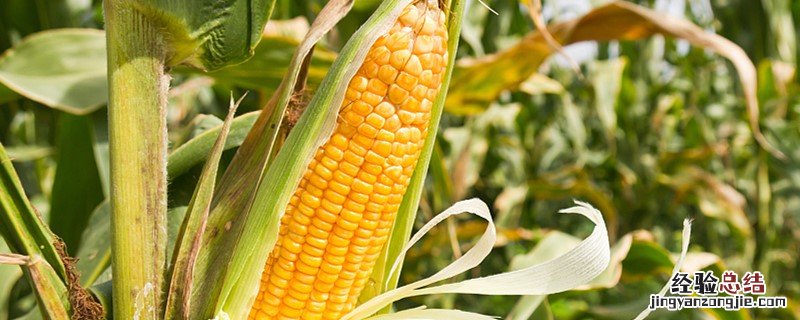 玉米粒是玉米的种子吗 玉米粒是玉米的种子吗?