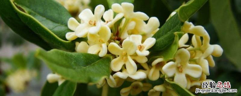 桂花形状 桂花形状像什么比喻句