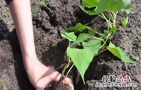 红薯田间管理如何进行 红薯种植技术之后期田间管理