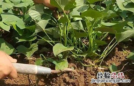红薯田间管理如何进行 红薯种植技术之后期田间管理