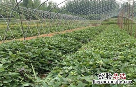 红薯田间管理如何进行 红薯种植技术之后期田间管理