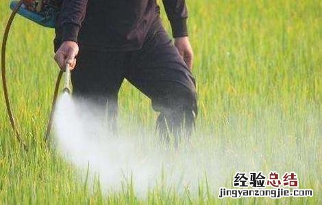 水稻田间管理技术 水稻田间管理技术措施