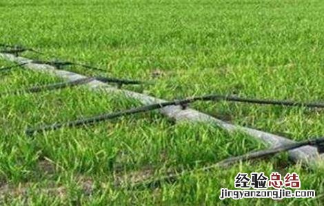 水稻田间管理技术 水稻田间管理技术措施