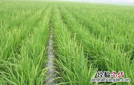 水稻田间管理技术 水稻田间管理技术措施