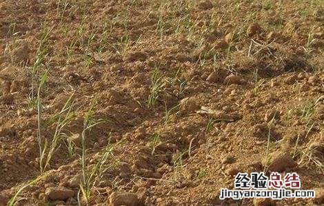 小麦出苗不齐原因及补救措施 小麦出苗不好的原因