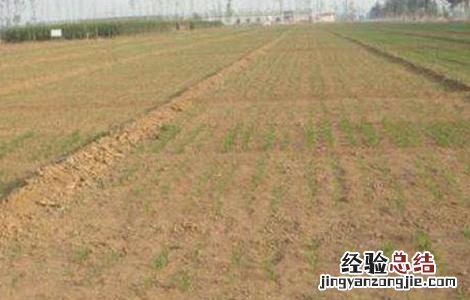 小麦出苗不齐原因及补救措施 小麦出苗不好的原因
