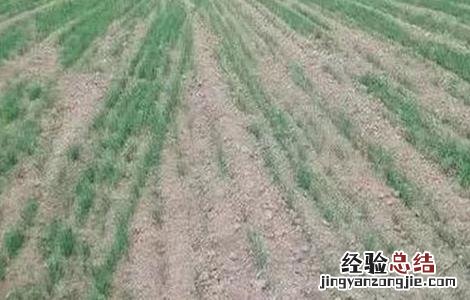 小麦出苗不齐原因及补救措施 小麦出苗不好的原因