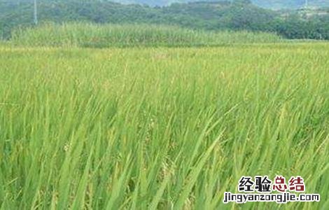 水稻促早熟方法 水稻促早熟方法