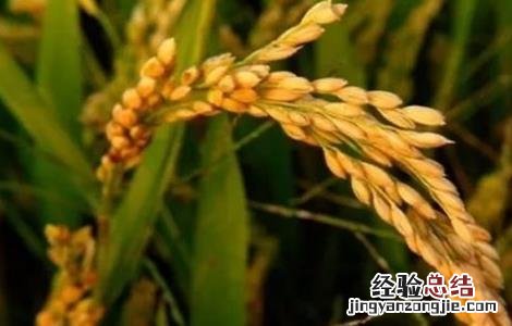 水稻促早熟方法 水稻促早熟方法