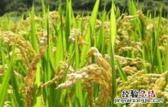 水稻促早熟方法 水稻促早熟方法