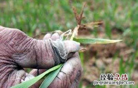 小麦倒春寒预防方法是什么 小麦倒春寒预防方法