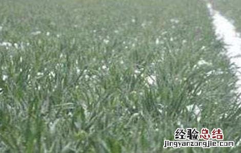 小麦倒春寒预防方法是什么 小麦倒春寒预防方法