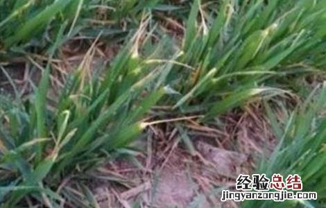 小麦倒春寒预防方法是什么 小麦倒春寒预防方法