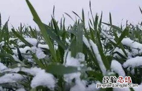 小麦倒春寒预防方法是什么 小麦倒春寒预防方法