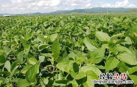 种植大豆的管理方法 大豆种植的注意事项